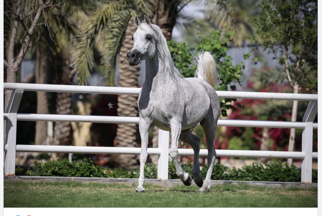 خيل عربية أصيلة تعبّر عن فلسفة التربية في مربط الوكيل